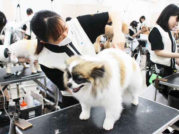 ２年生、お客様犬のトリミング！